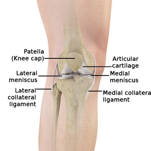 Knee Anatomy